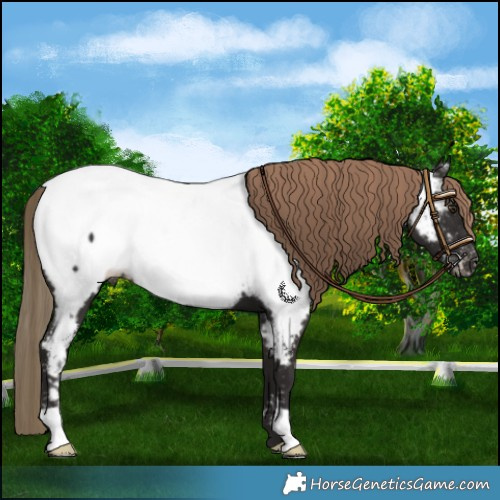 Horse Color:Liver Chestnut Near Fewspot 
