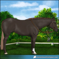 Horse Color:Liver Chestnut 