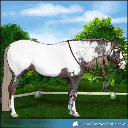 Horse Color:Liver Chestnut Appaloosa 