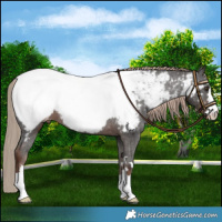 Horse Color:Liver Chestnut Near Fewspot 