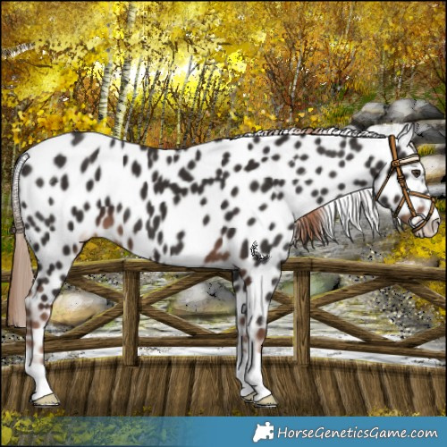 Horse Color:Liver Chestnut Near Leopard 