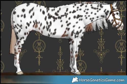 Horse Color:Liver Chestnut Near Leopard 