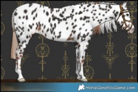 Horse Color:Liver Chestnut Near Leopard 