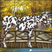 Horse Color:Liver Chestnut Appaloosa 