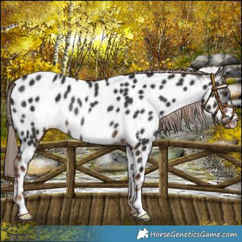 Horse Color:Liver Chestnut Near Leopard Rabicano 