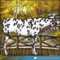 Horse Color:Liver Chestnut Appaloosa Rabicano