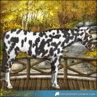 Horse Color:Liver Chestnut Leopard