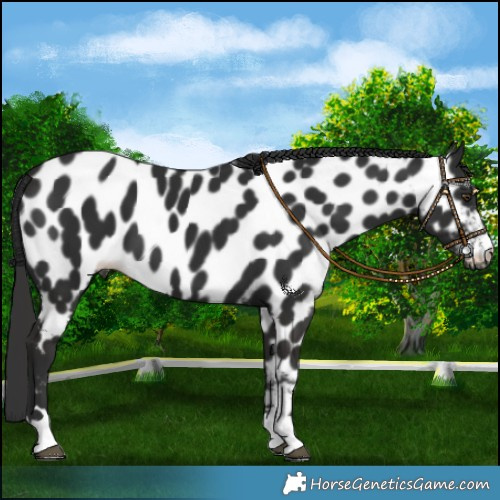 Horse Color:Liver Chestnut Near Leopard 