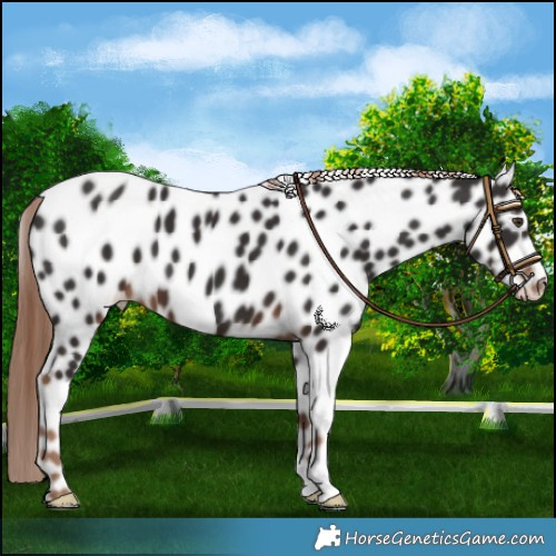 Horse Color:Liver Chestnut Leopard 