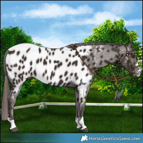 Horse Color:Liver Chestnut Near Leopard 