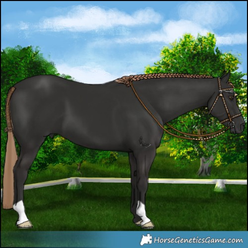 Horse Color:Liver Chestnut 