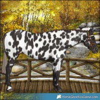 Horse Color:Liver Chestnut Appaloosa 