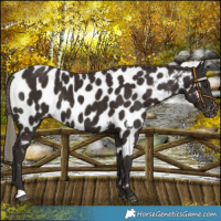 Horse Color:Liver Chestnut Near Leopard