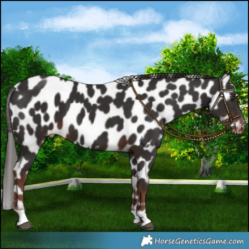 Horse Color:Liver Chestnut Near Leopard 
