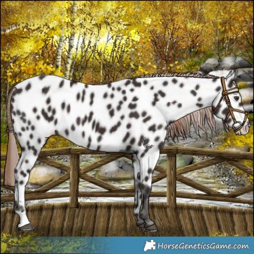 Horse Color:Liver Chestnut Near Leopard 