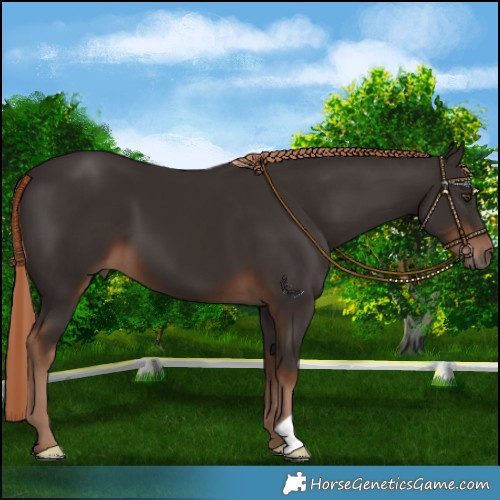 Horse Color:Liver Chestnut 