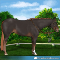 Horse Color:Liver Chestnut 