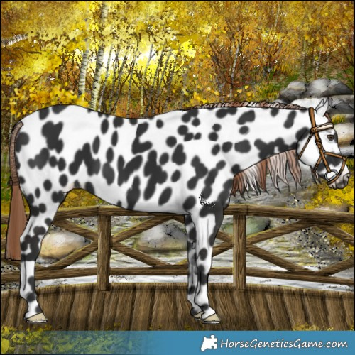 Horse Color:Liver Chestnut Near Leopard 