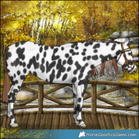Horse Color:Liver Chestnut Appaloosa 