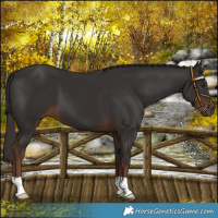 Horse Color:Liver Chestnut 
