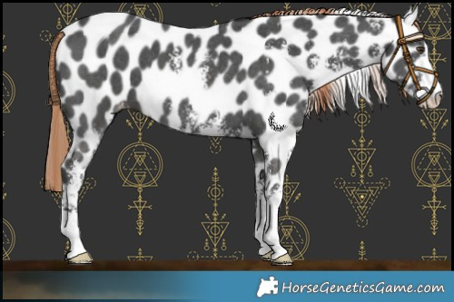 Horse Color:Liver Chestnut Sabino Leopard 