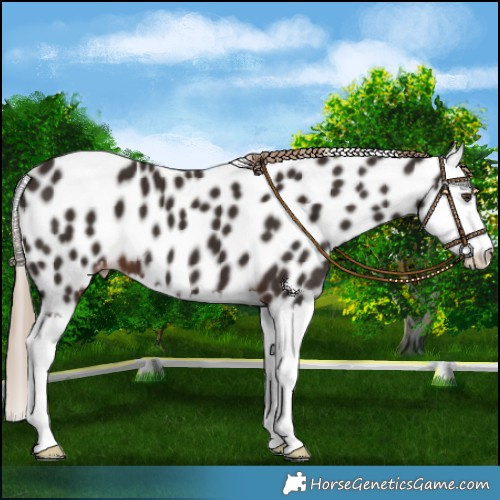 Horse Color:Liver Chestnut Splash Near Leopard 