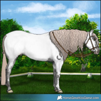 Horse Color:Liver Chestnut Appaloosa 