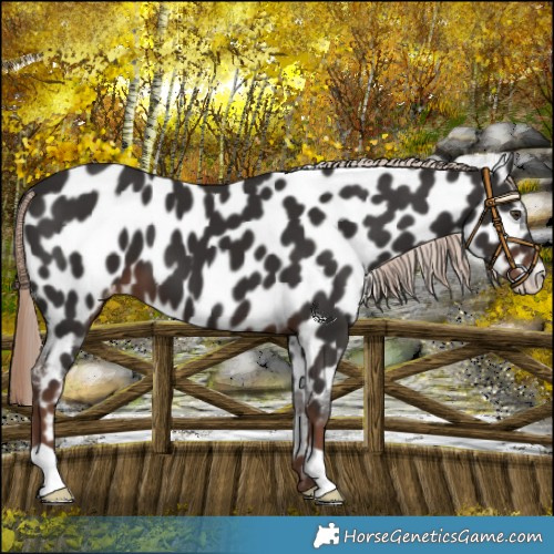 Horse Color:Liver Chestnut Appaloosa 