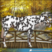 Horse Color:Liver Chestnut Near Leopard 