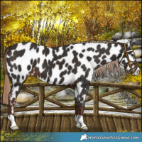 Horse Color:Liver Chestnut Appaloosa 