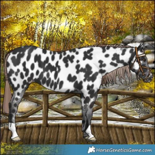 Horse Color:Liver Chestnut Near Leopard 