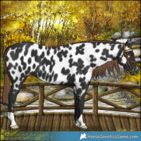 Horse Color:Liver Chestnut Appaloosa 