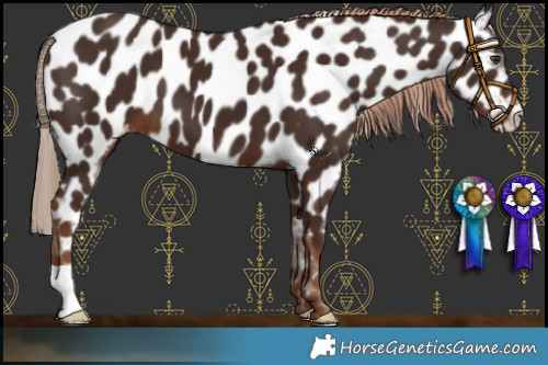 Horse Color:Liver Chestnut Appaloosa 