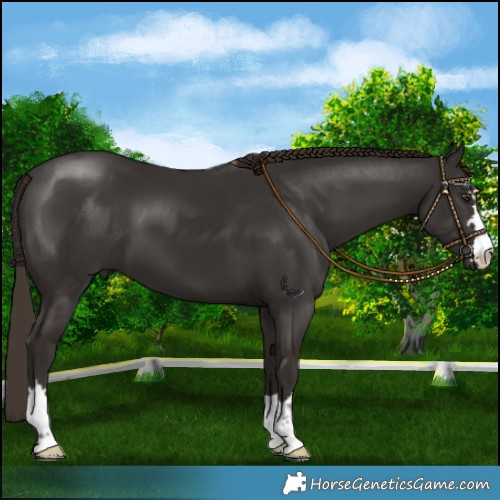 Horse Color:Liver Chestnut 