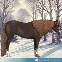 Horse Color:Liver Chestnut 