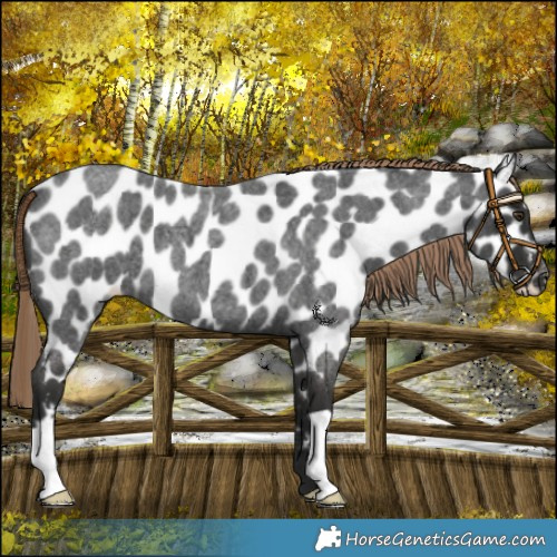 Horse Color:Liver Red Roan Appaloosa 