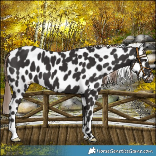Horse Color:Liver Chestnut Leopard 