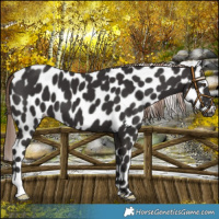 Horse Color:Liver Chestnut Appaloosa 