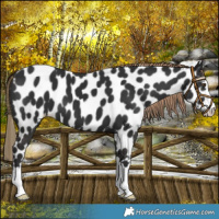 Horse Color:Liver Chestnut Appaloosa 