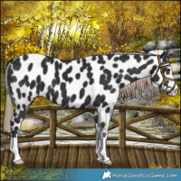 Horse Color:Liver Chestnut Near Leopard 