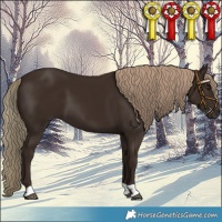 Horse Color:Liver Chestnut 