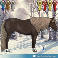 Horse Color:Liver Chestnut 
