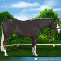 Horse Color:Liver Chestnut Mushroom