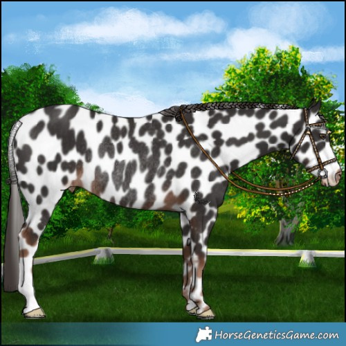 Horse Color:Liver Chestnut Leopard Rabicano 