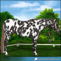 Horse Color:Liver Chestnut Near Leopard