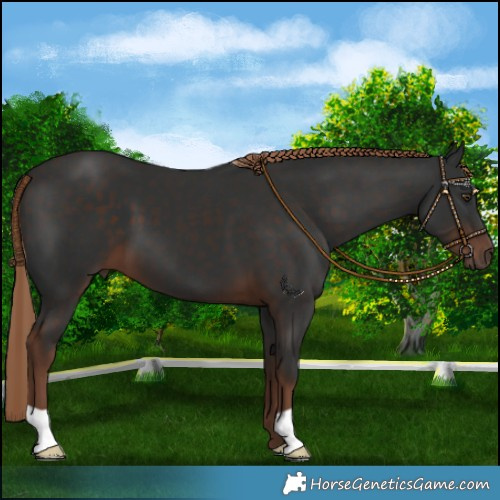 Horse Color:Liver Chestnut 