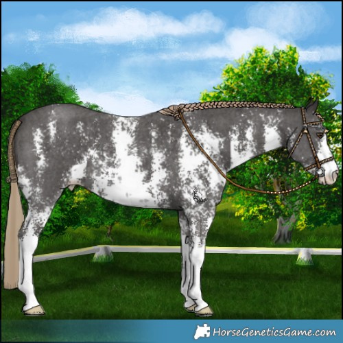 Horse Color:Liver Chestnut Sabino 