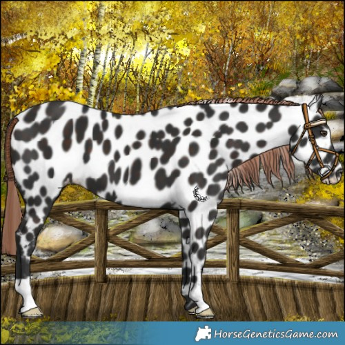 Horse Color:Liver Chestnut Appaloosa 