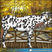 Horse Color:Liver Chestnut Leopard 