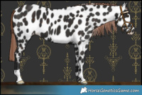 Horse Color:Liver Chestnut Appaloosa 